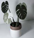 Potted green/white monstera albo plant in brown and white wood like pot.
