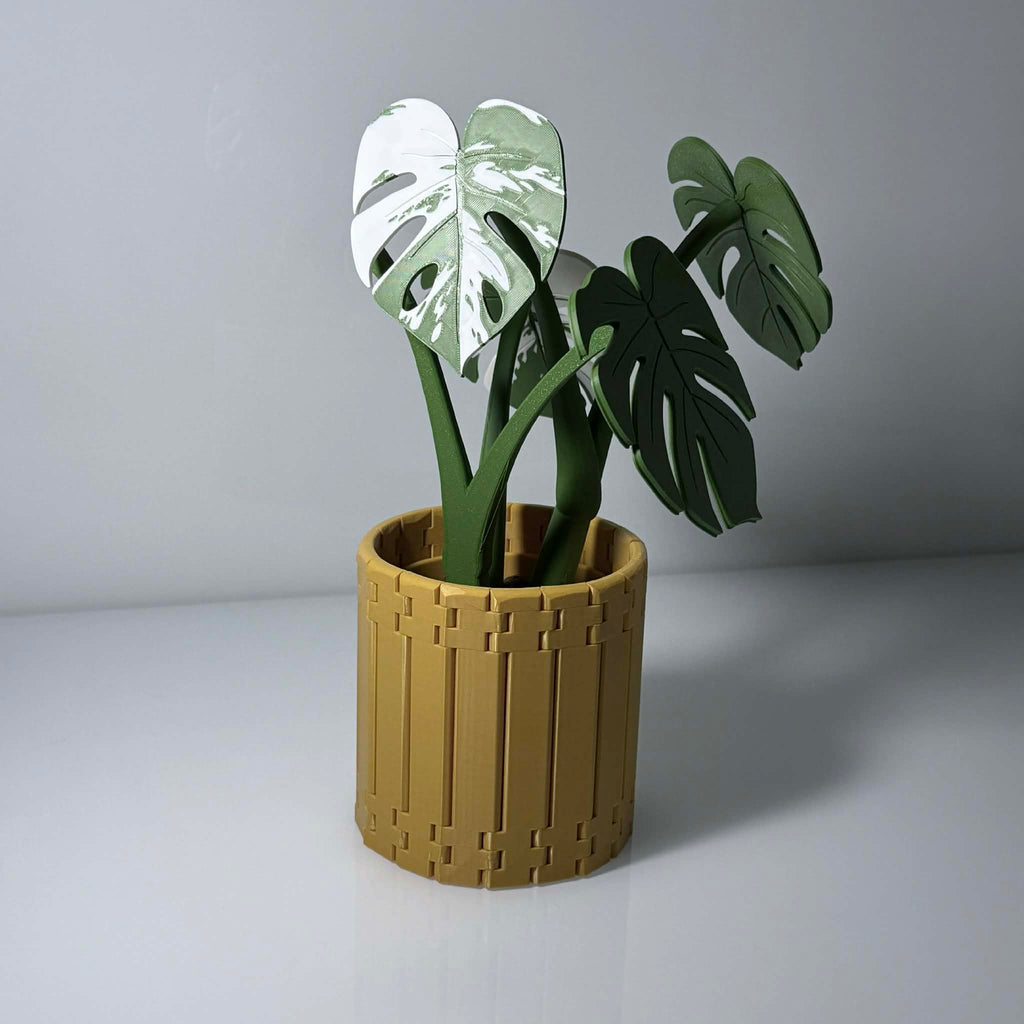 Potted green/white monstera albo plant in gold wrap around pot