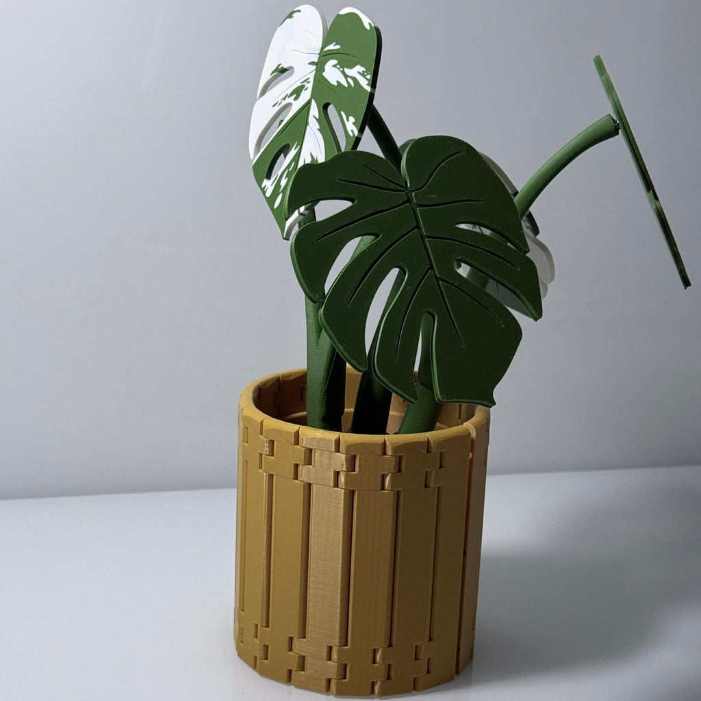 Potted green/white monstera albo plant in gold wrap around pot