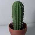 Terracotta pot with green cactus filled with toothpicks sticking out
