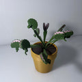 Venus fly trap plant in a gold pot with the fly traps doubling as detachable bag clips